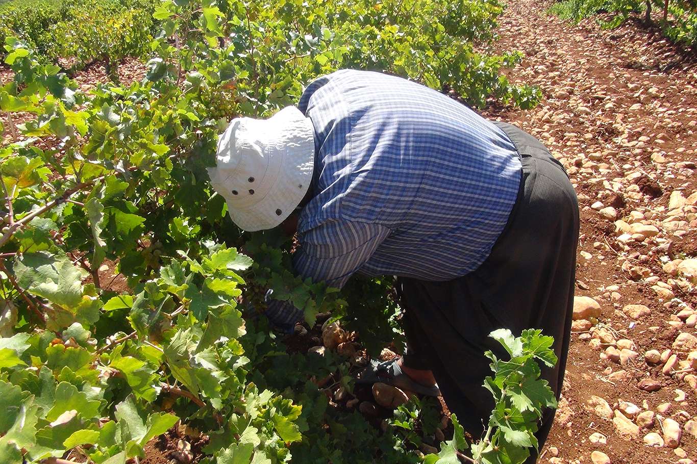 Üzümün pekmez ve pestil olma yolculuğu başladı